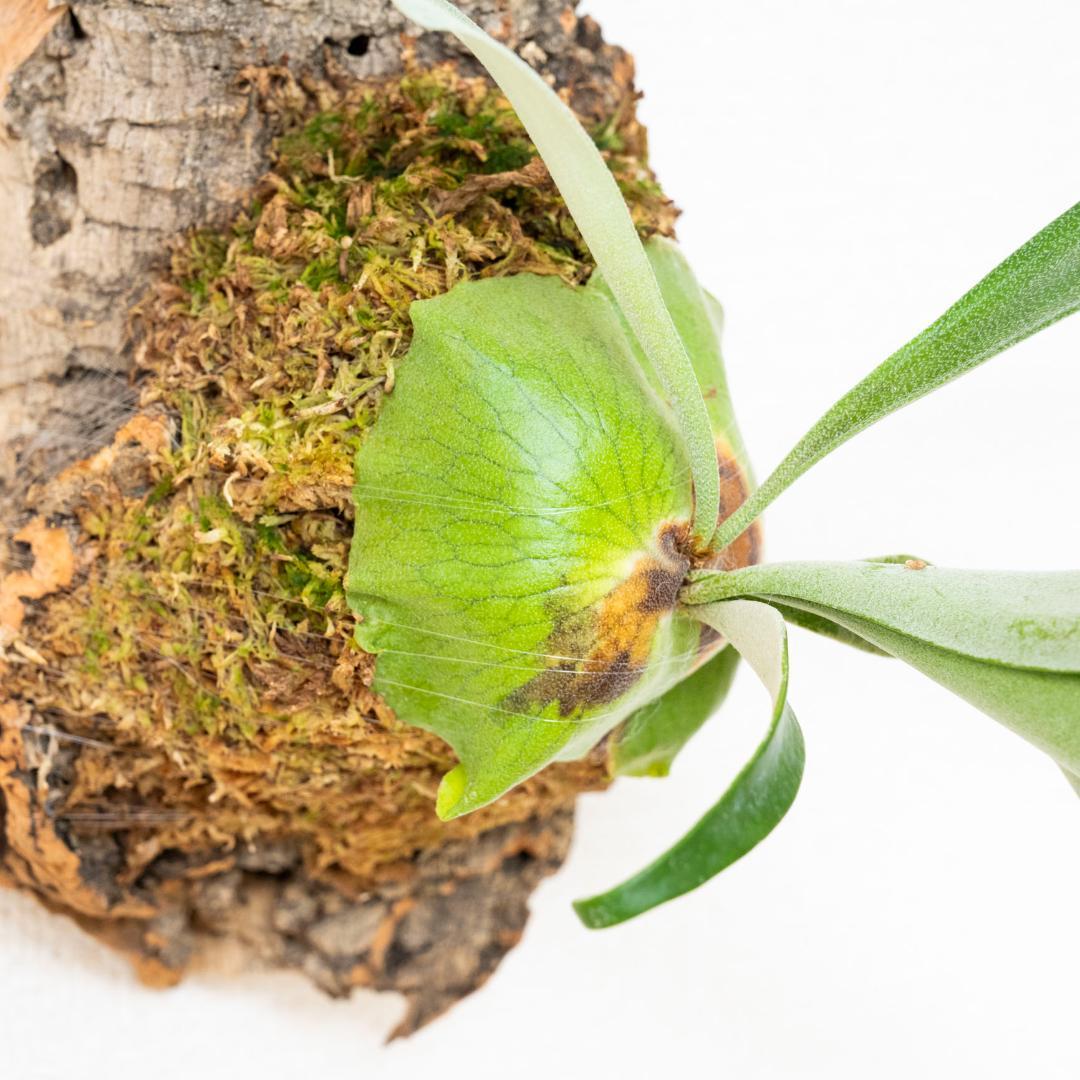 【メルカリ便】 ビカクシダ　アルシコルネ　ドワーフ　コルク付け2