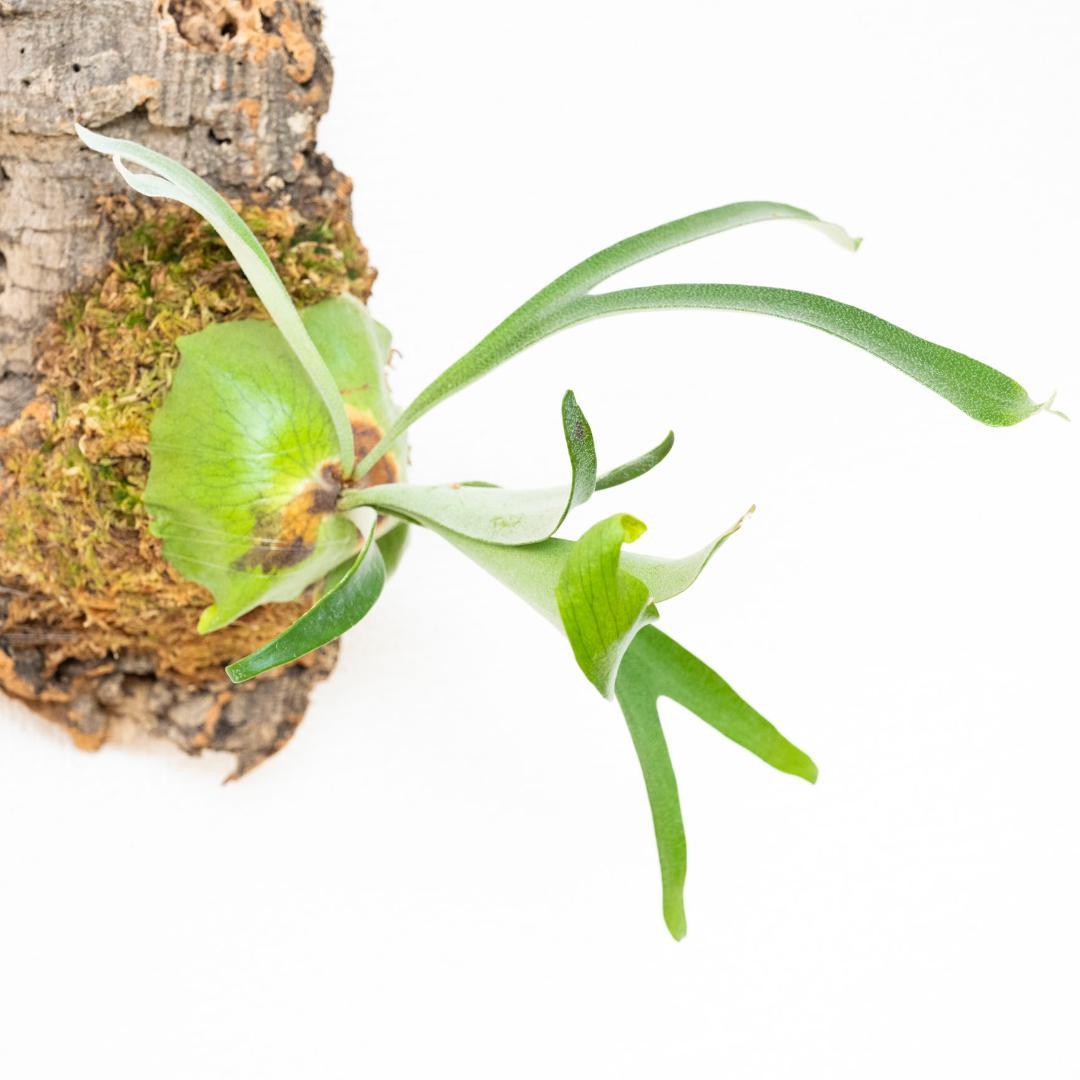 【メルカリ便】 ビカクシダ　アルシコルネ　ドワーフ　コルク付け2