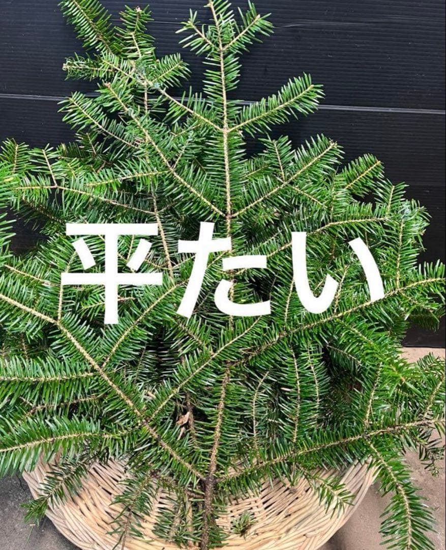 お客様ご注文品‼️１１月２４日午後着希望‼️