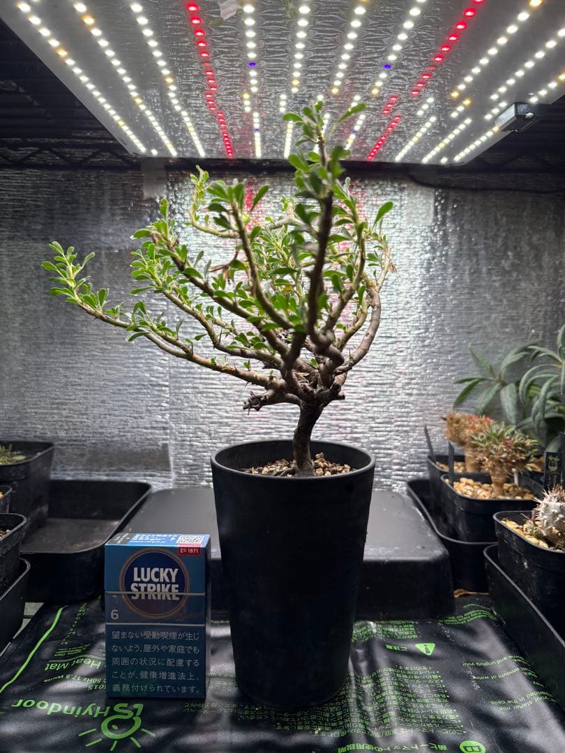 モンソニア（サルコカウロン）　バンデリエティアエ【現地株】