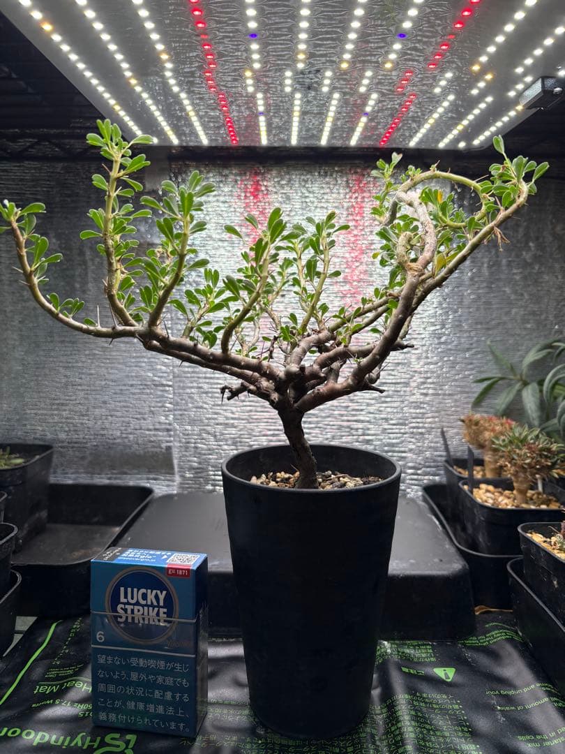 モンソニア（サルコカウロン）　バンデリエティアエ【現地株】