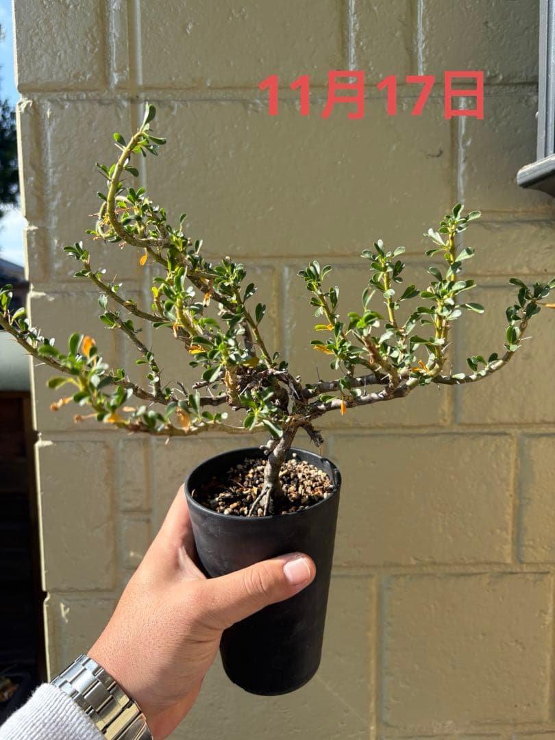 モンソニア（サルコカウロン）　バンデリエティアエ【現地株】