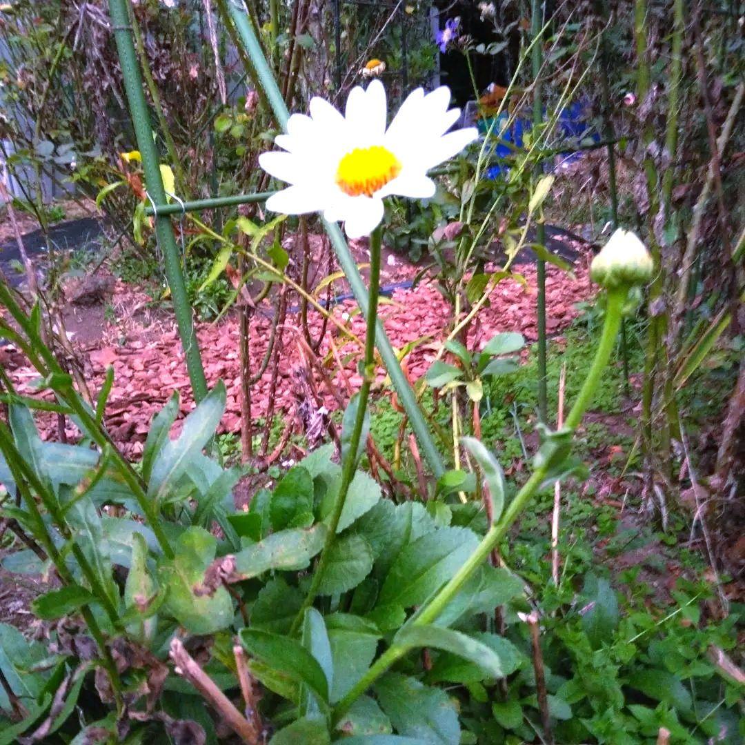 花苗・珍しい初夏咲き・大輪・大株・マーガレット・宿根草