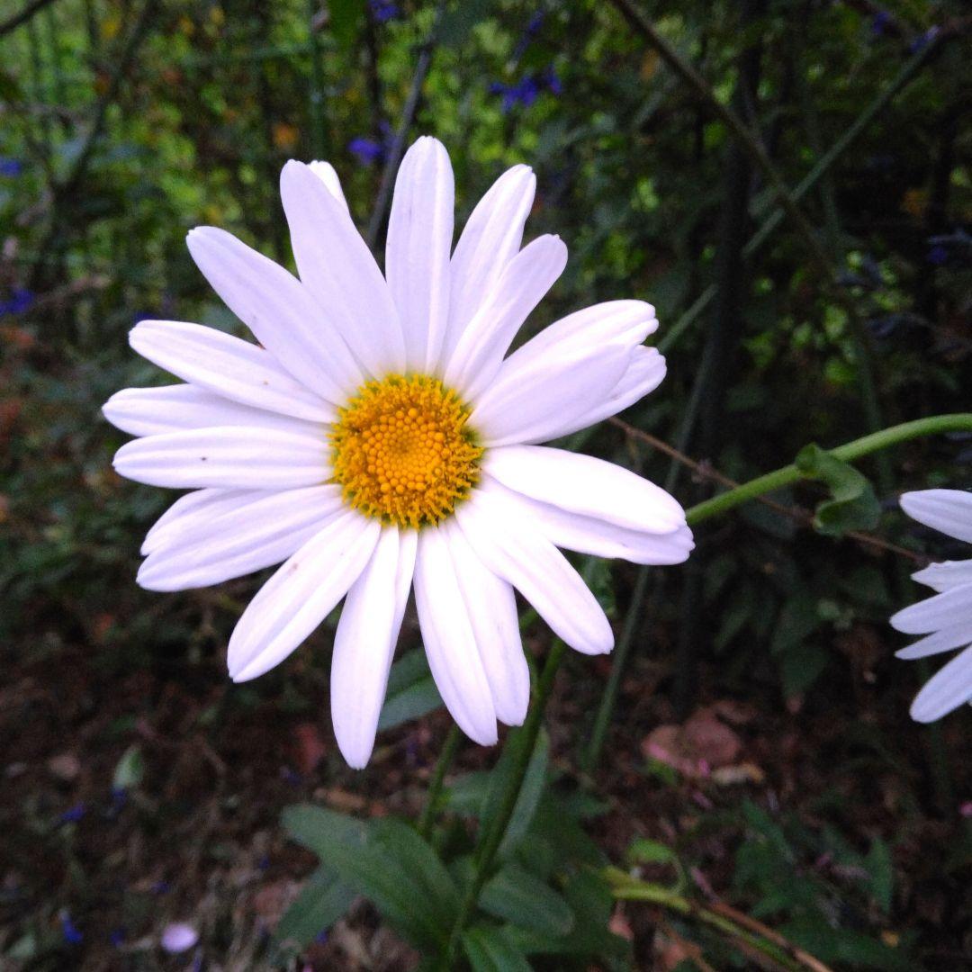 花苗・珍しい初夏咲き・大輪・大株・マーガレット・宿根草