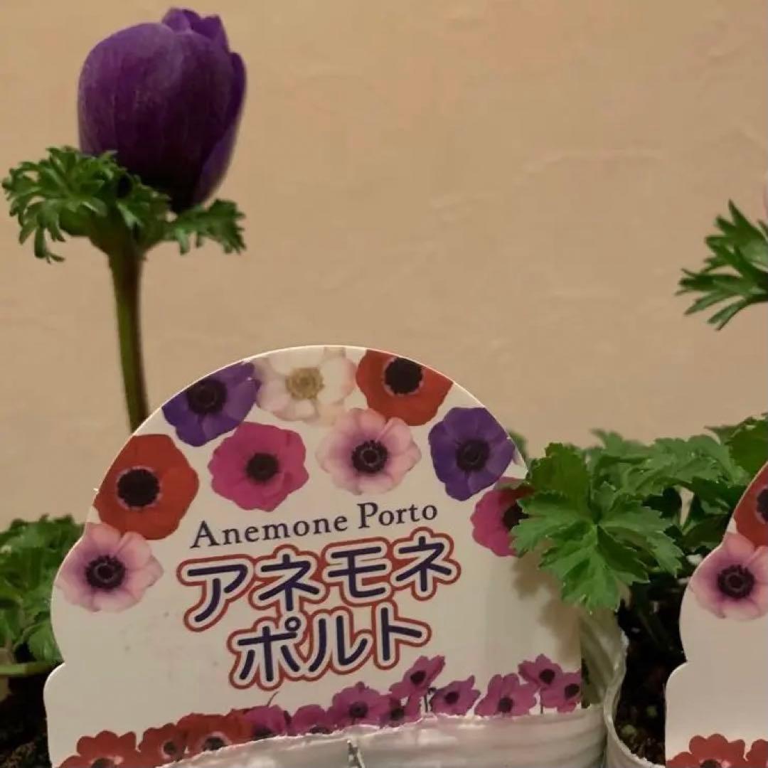 アネモネ・ポルト