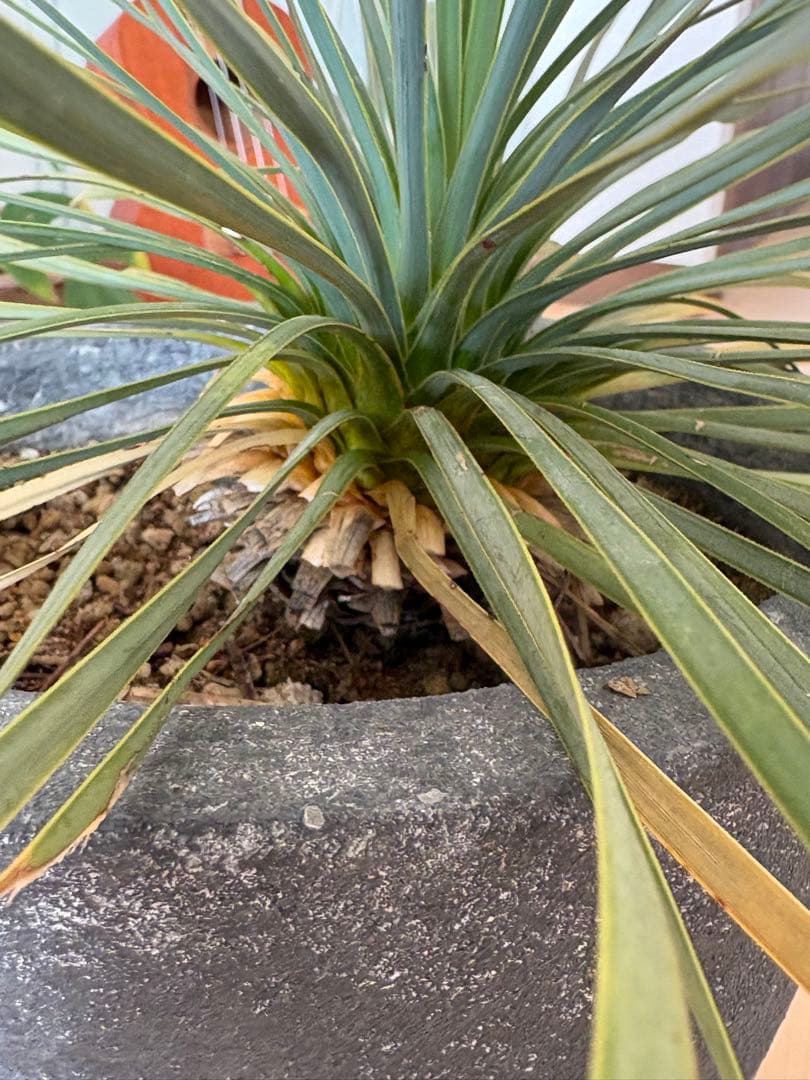 引き取り限定♪ユッカ 観葉植物 グレーセメント鉢