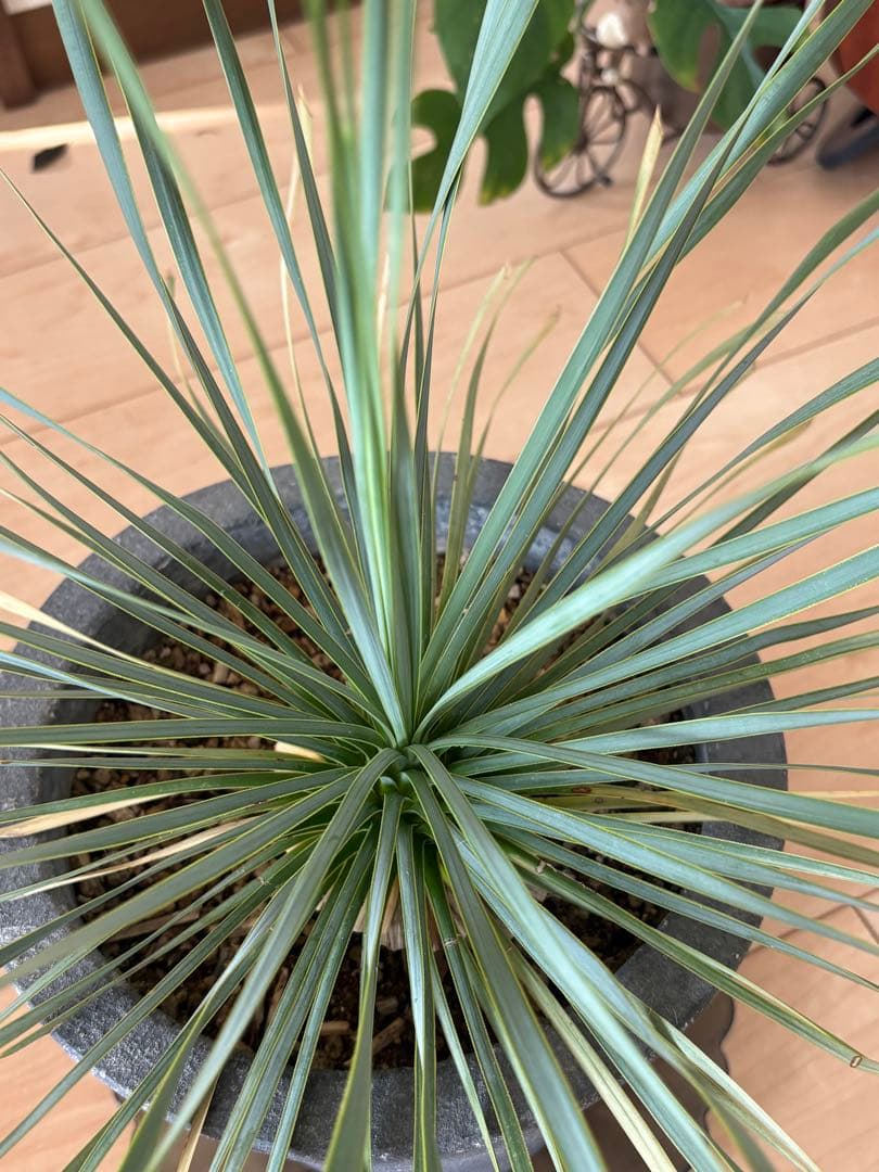 引き取り限定♪ユッカ 観葉植物 グレーセメント鉢
