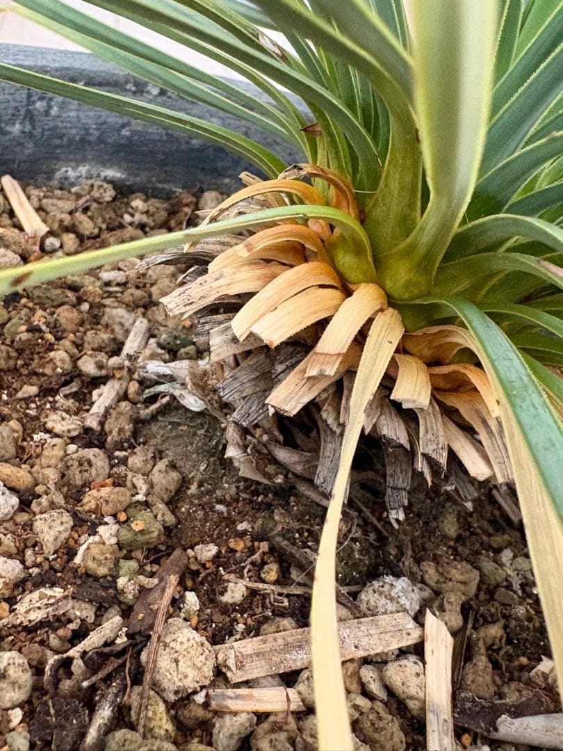 引き取り限定♪ユッカ 観葉植物 グレーセメント鉢
