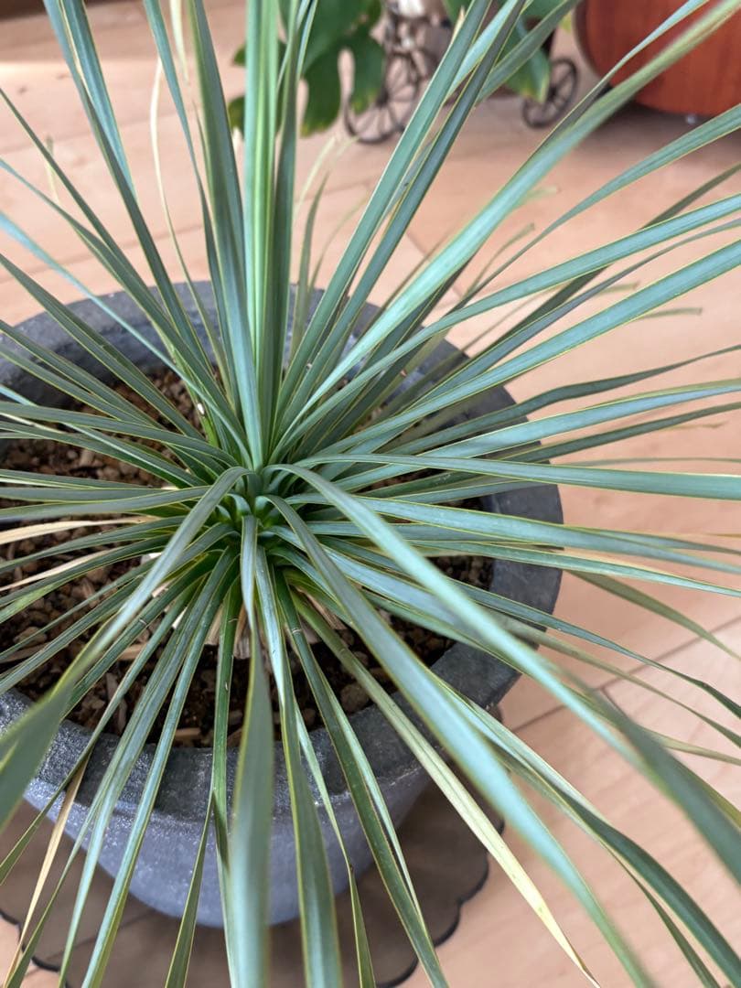 引き取り限定♪ユッカ 観葉植物 グレーセメント鉢