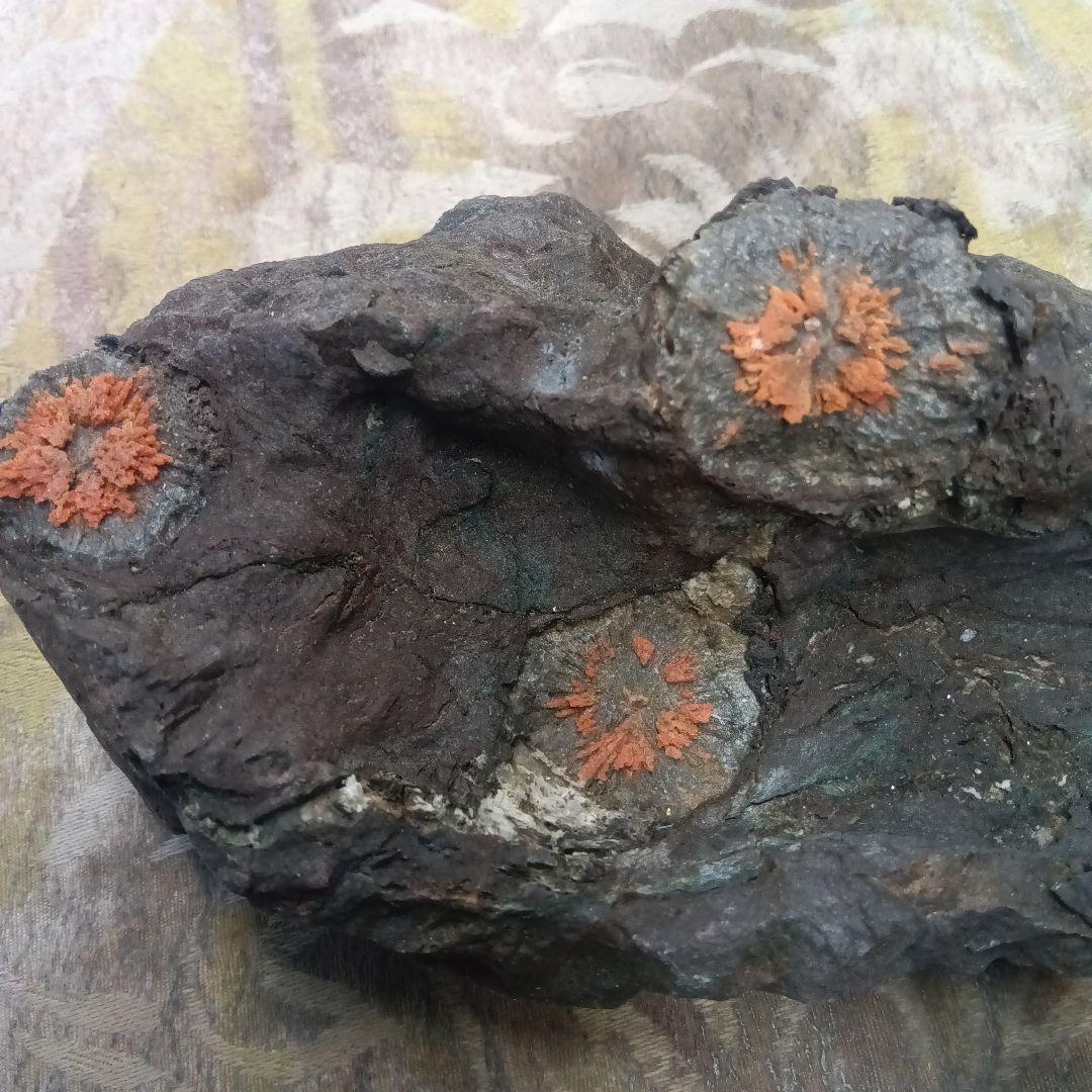 菊花石岐阜県根尾谷鉱物