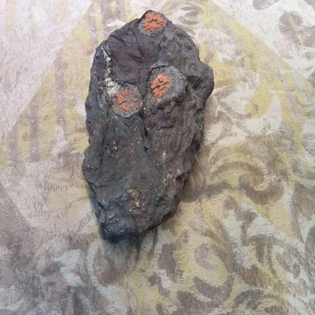 菊花石岐阜県根尾谷鉱物