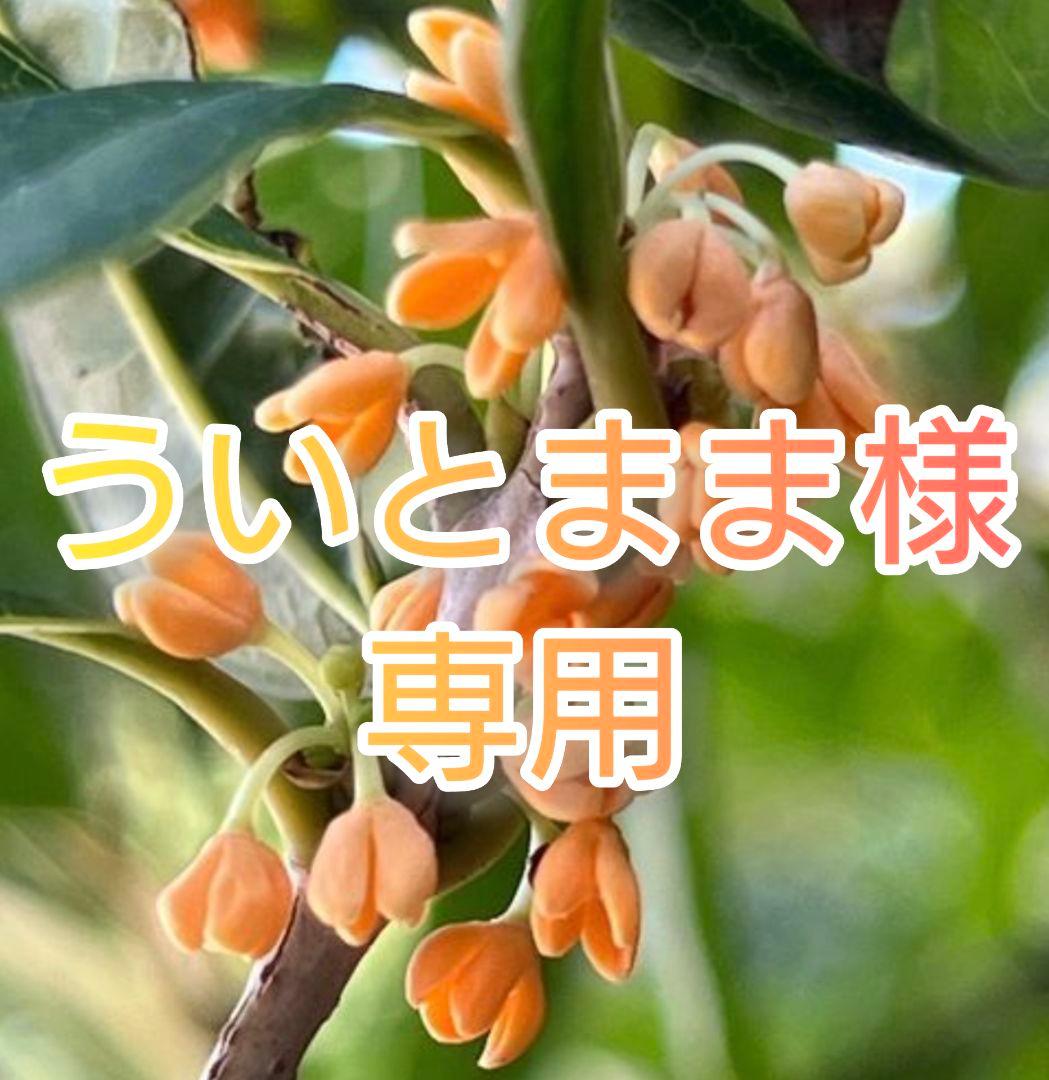 アンダラクリスタル　さざれ