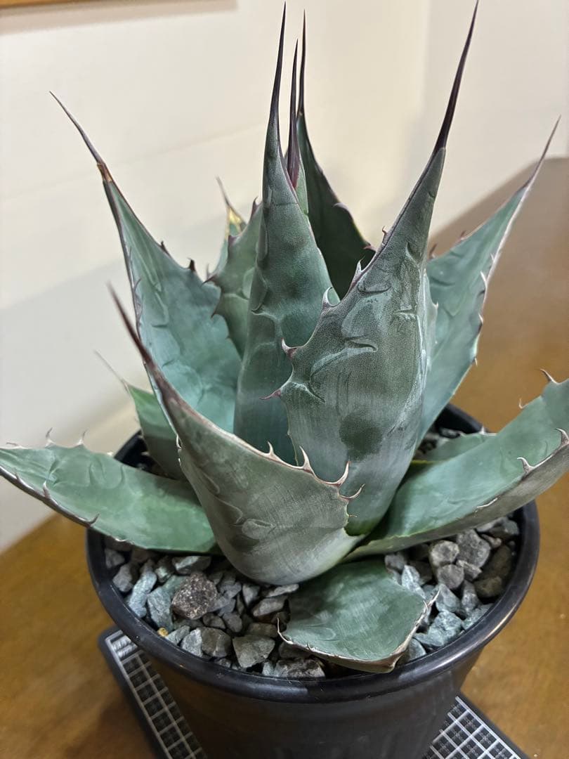 （ロロ）アガベ　パラサナグローブ大株　鉢ごと発送