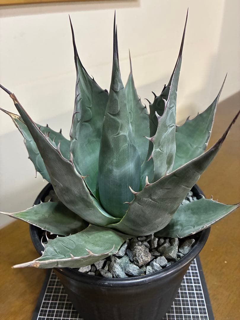 （ロロ）アガベ　パラサナグローブ大株　鉢ごと発送