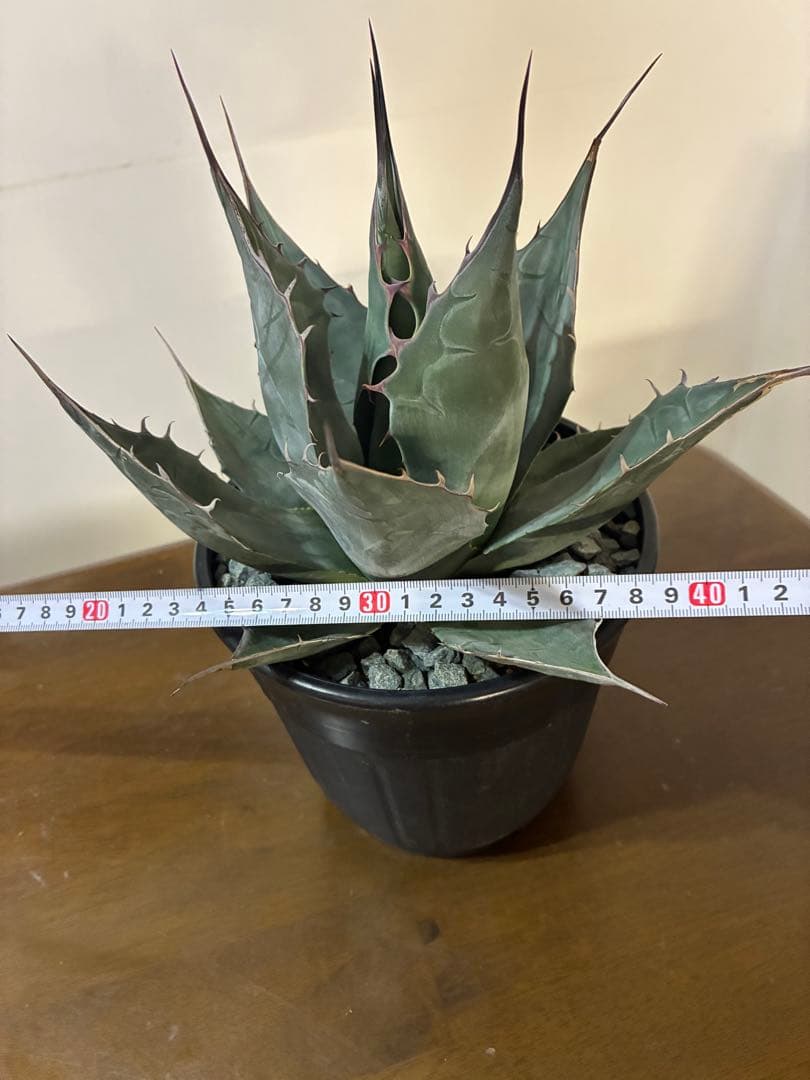 （ロロ）アガベ　パラサナグローブ大株　鉢ごと発送