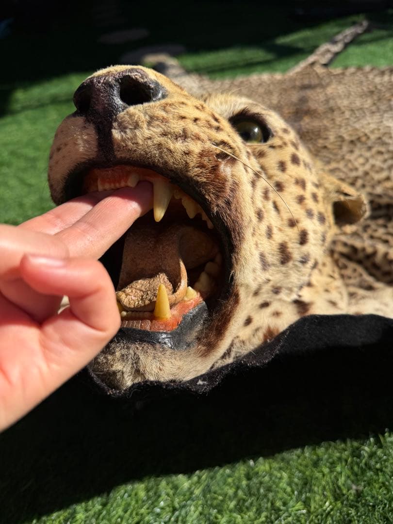 ヒョウの剥製 大型