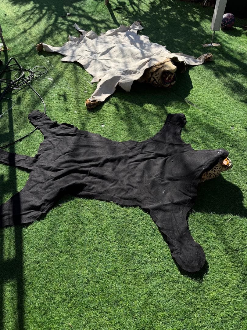 ヒョウの剥製 大型