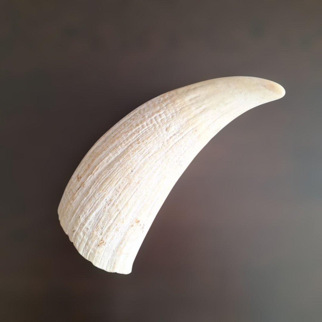 マッコウクジラの歯　オールドコレクション