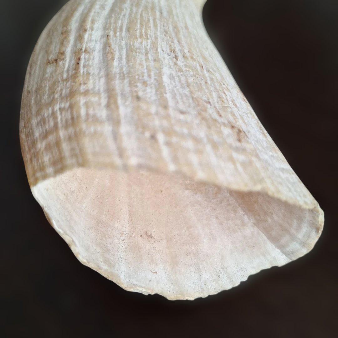 マッコウクジラの歯　オールドコレクション