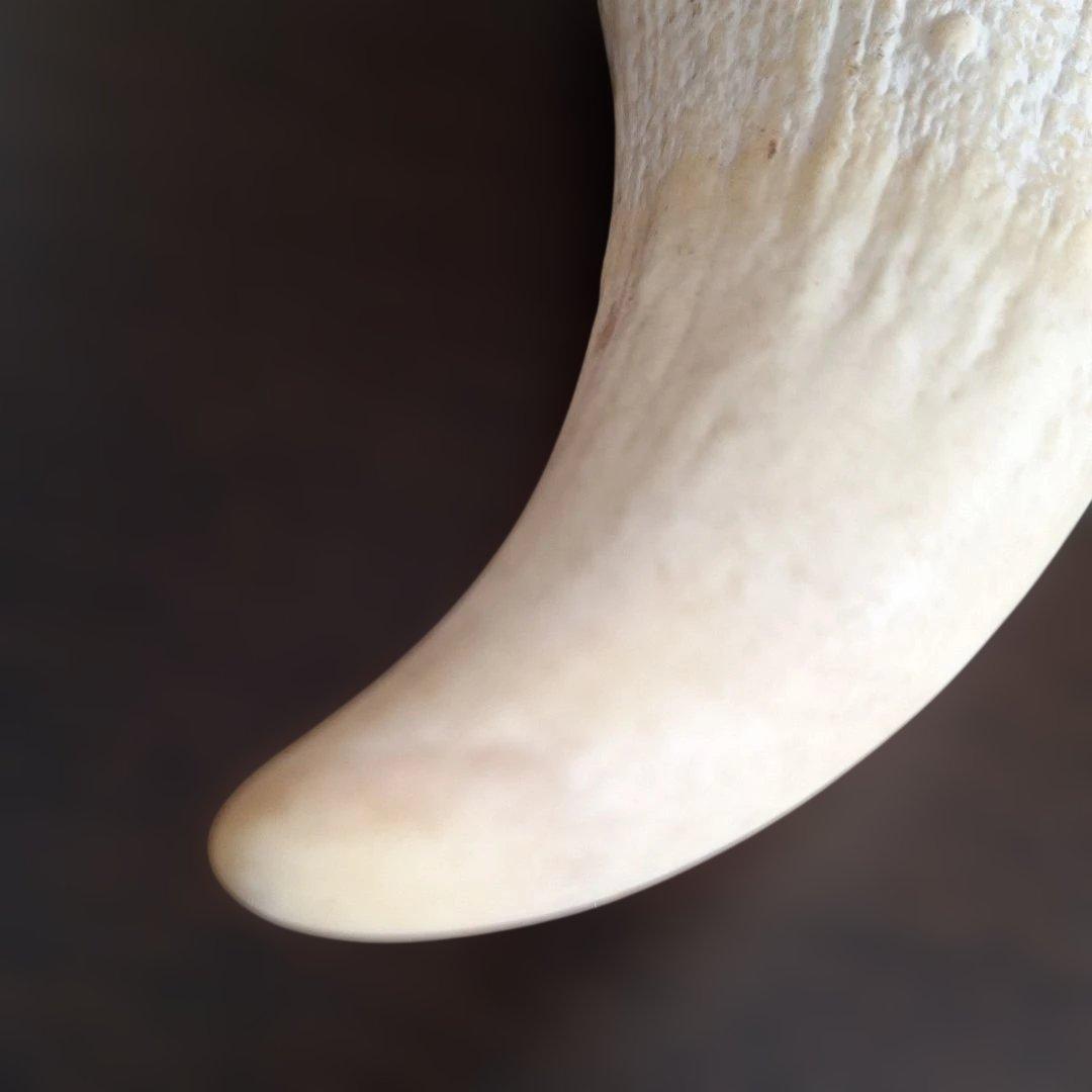 マッコウクジラの歯　オールドコレクション