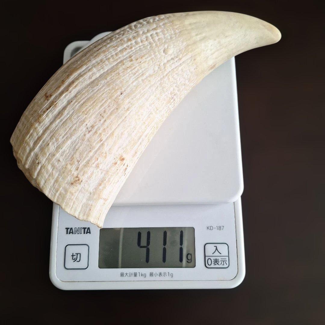 マッコウクジラの歯　オールドコレクション