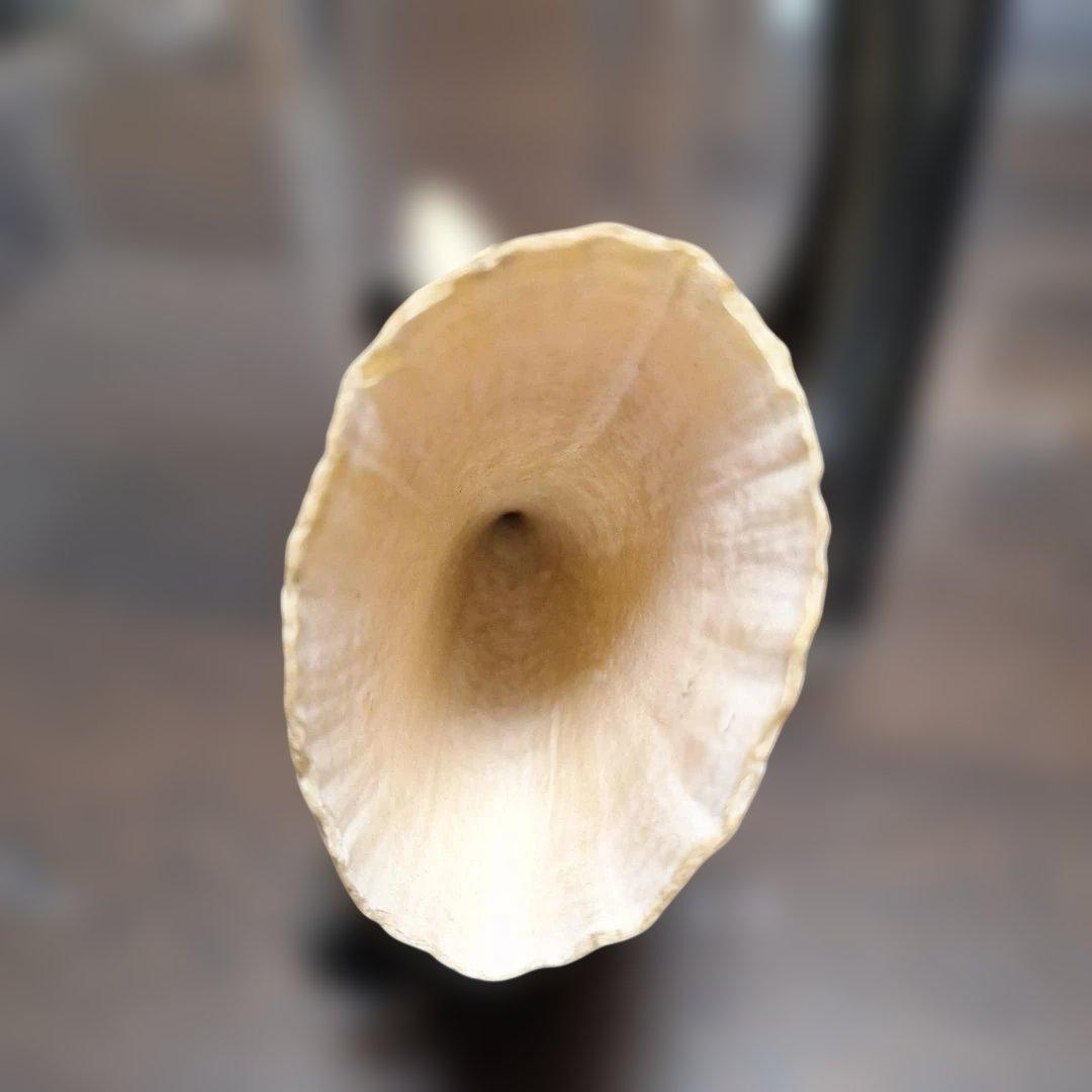 マッコウクジラの歯　オールドコレクション