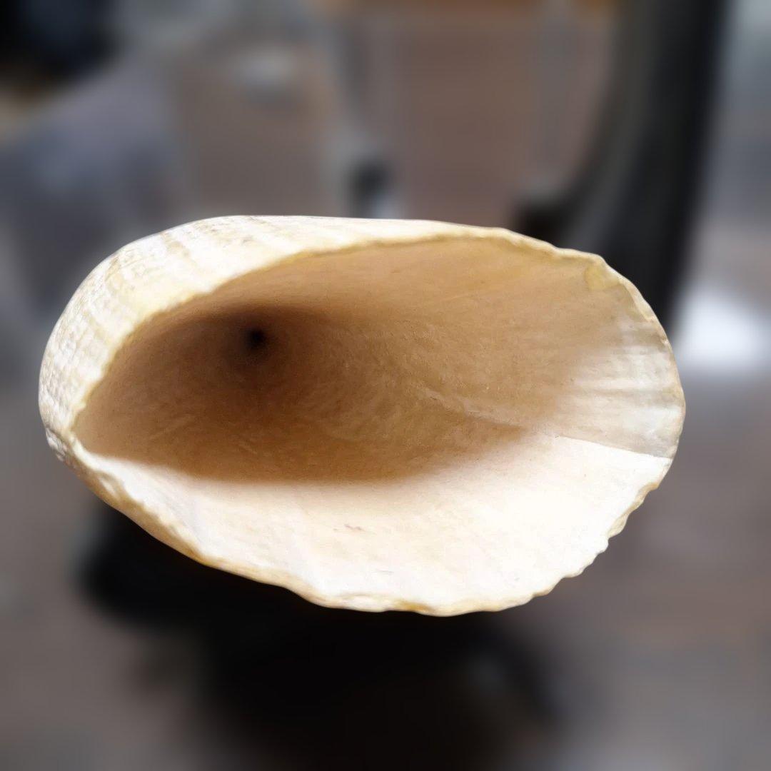 マッコウクジラの歯　オールドコレクション