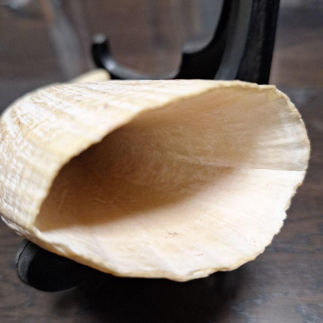 マッコウクジラの歯　オールドコレクション