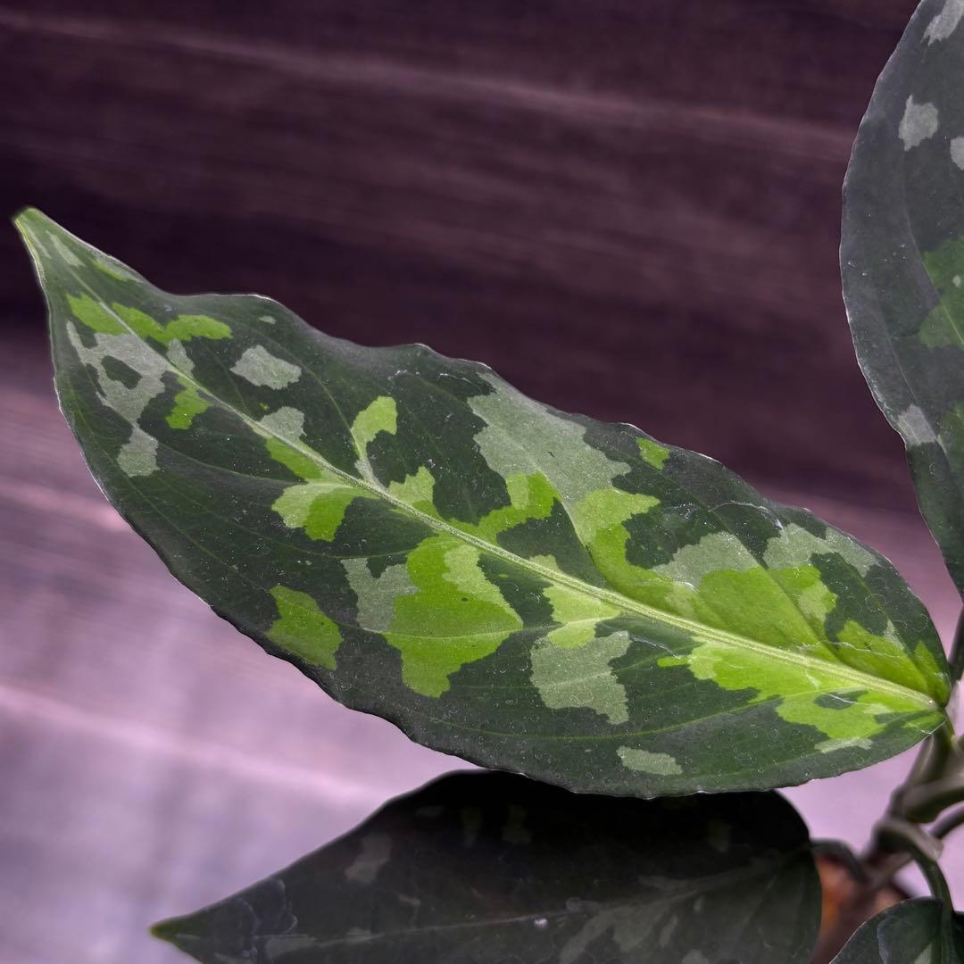 (MB-M250228-1) アグラオネマ　ピクタム