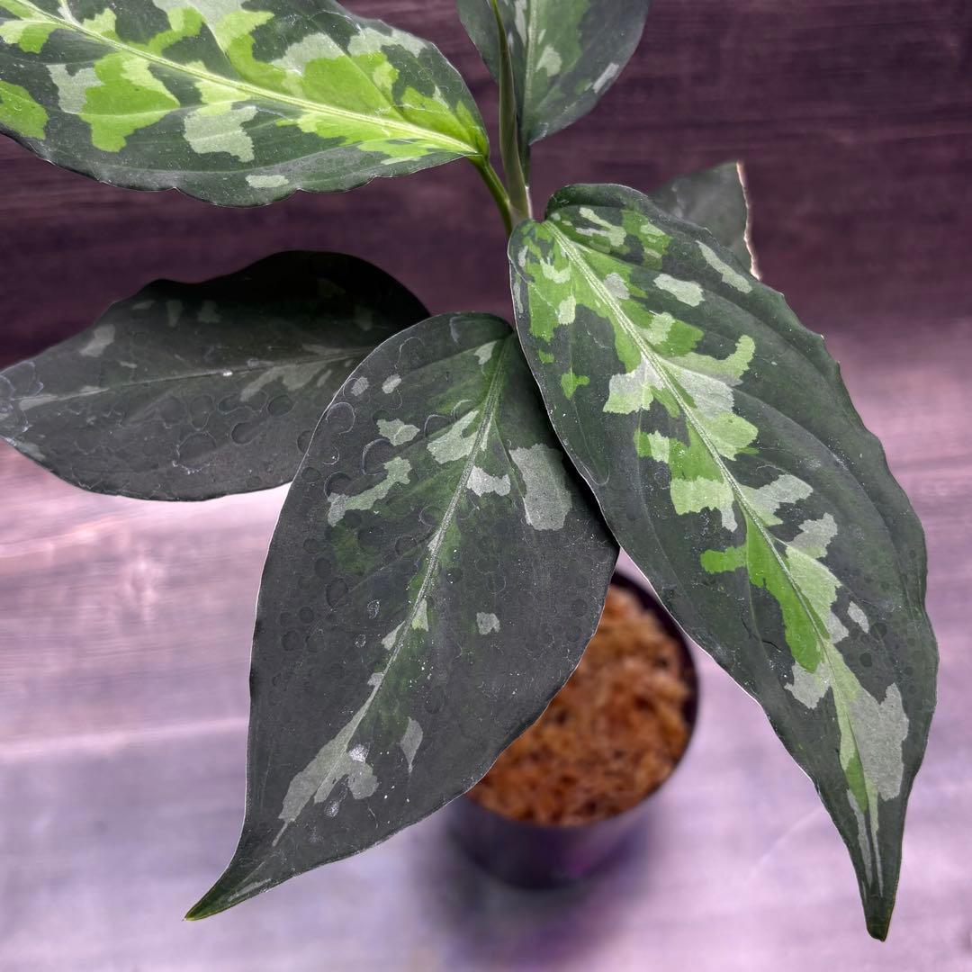 (MB-M250228-1) アグラオネマ　ピクタム