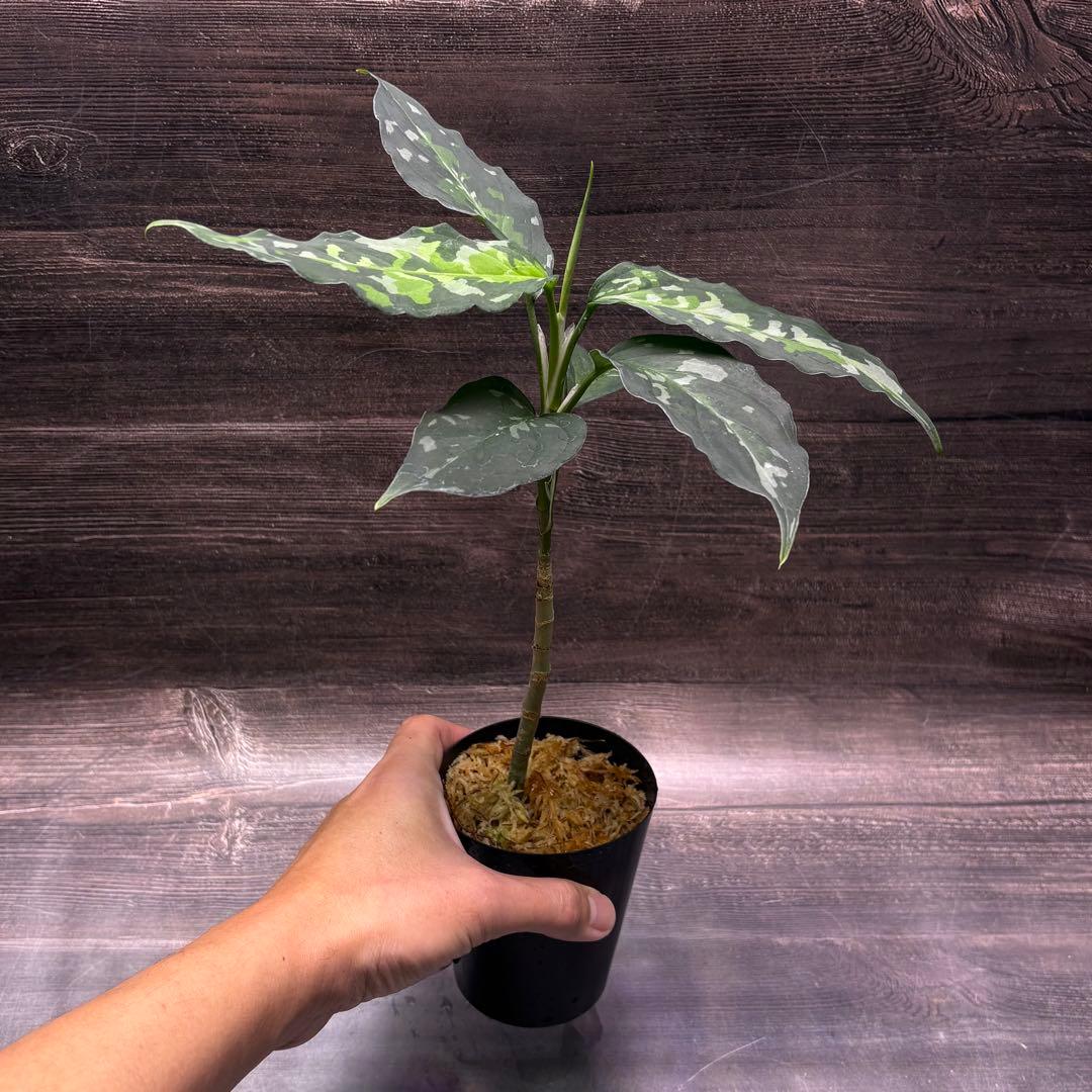 (MB-M250228-1) アグラオネマ　ピクタム