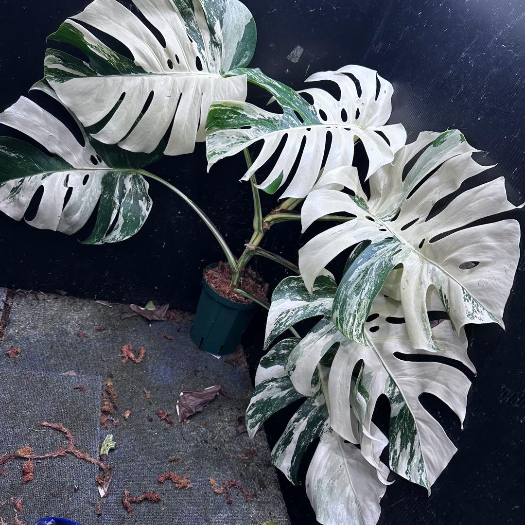 ハ*ー様 斑入りモンステラ ホワイトタイガー極美大株69cm白斑多