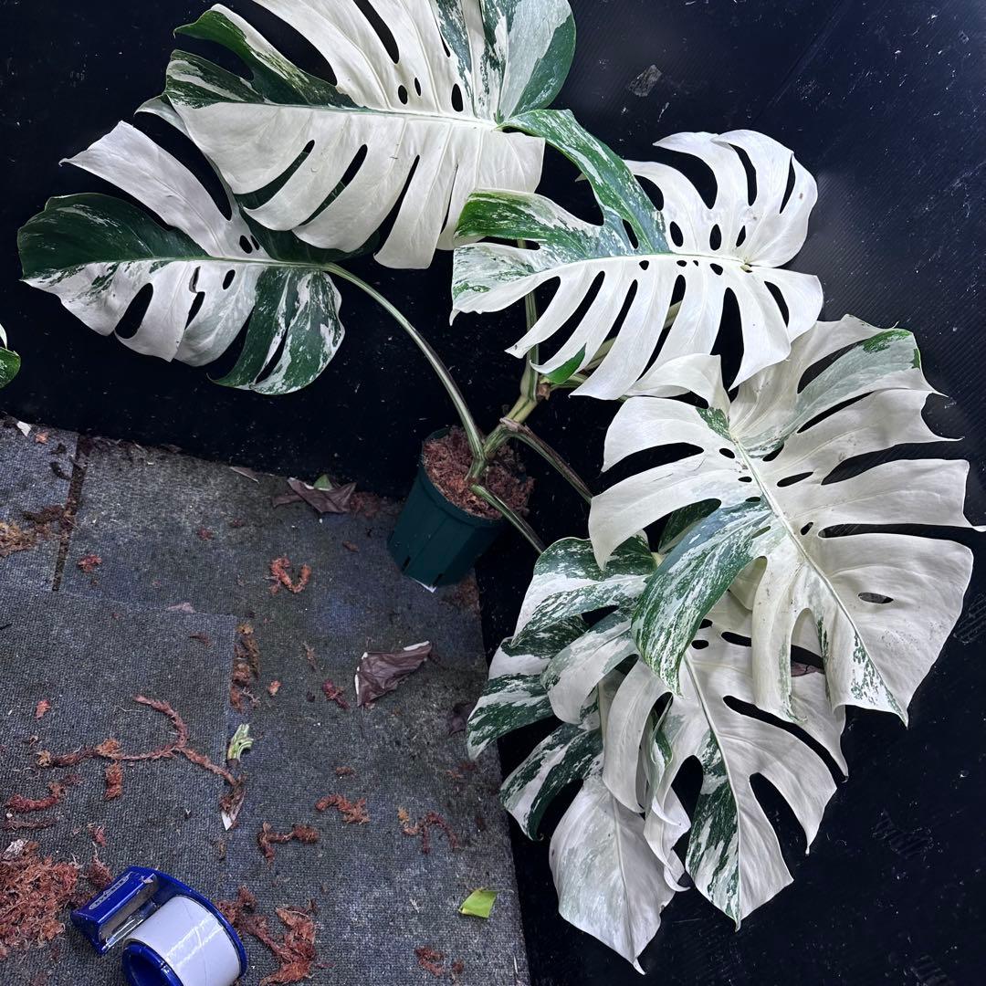 ハ*ー様 斑入りモンステラ ホワイトタイガー極美大株69cm白斑多