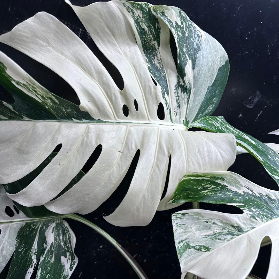 ハ*ー様 斑入りモンステラ ホワイトタイガー極美大株69cm白斑多