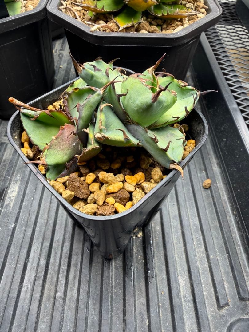 アガベ　ブラックアンドブルー斑入り　2頭　チタノタ