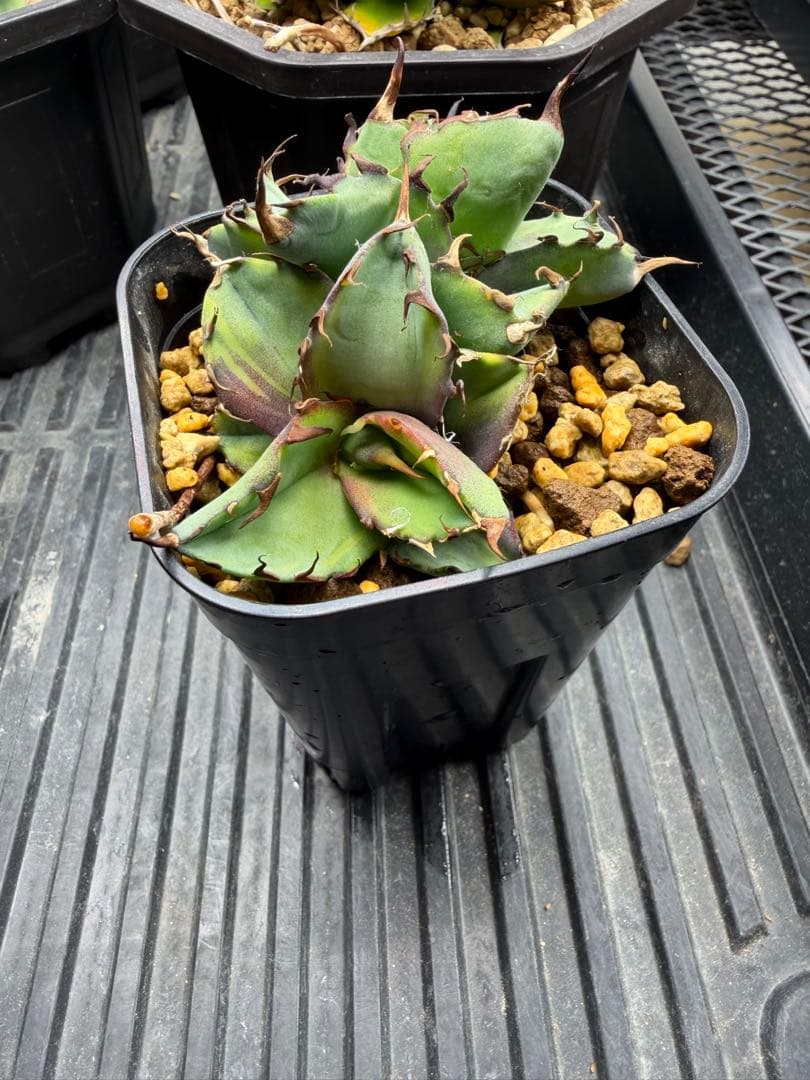 アガベ　ブラックアンドブルー斑入り　2頭　チタノタ