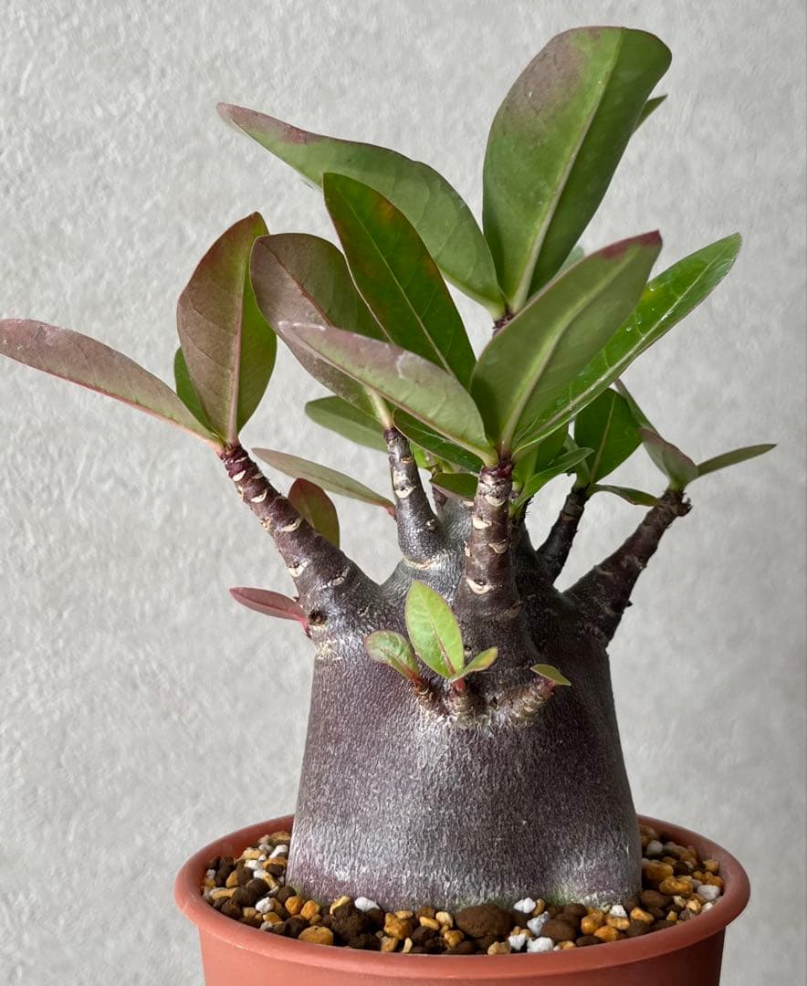 【激レア/ブラックスキン/極太/ドワーフ 】アデニウム カピ 鉢植えG-1