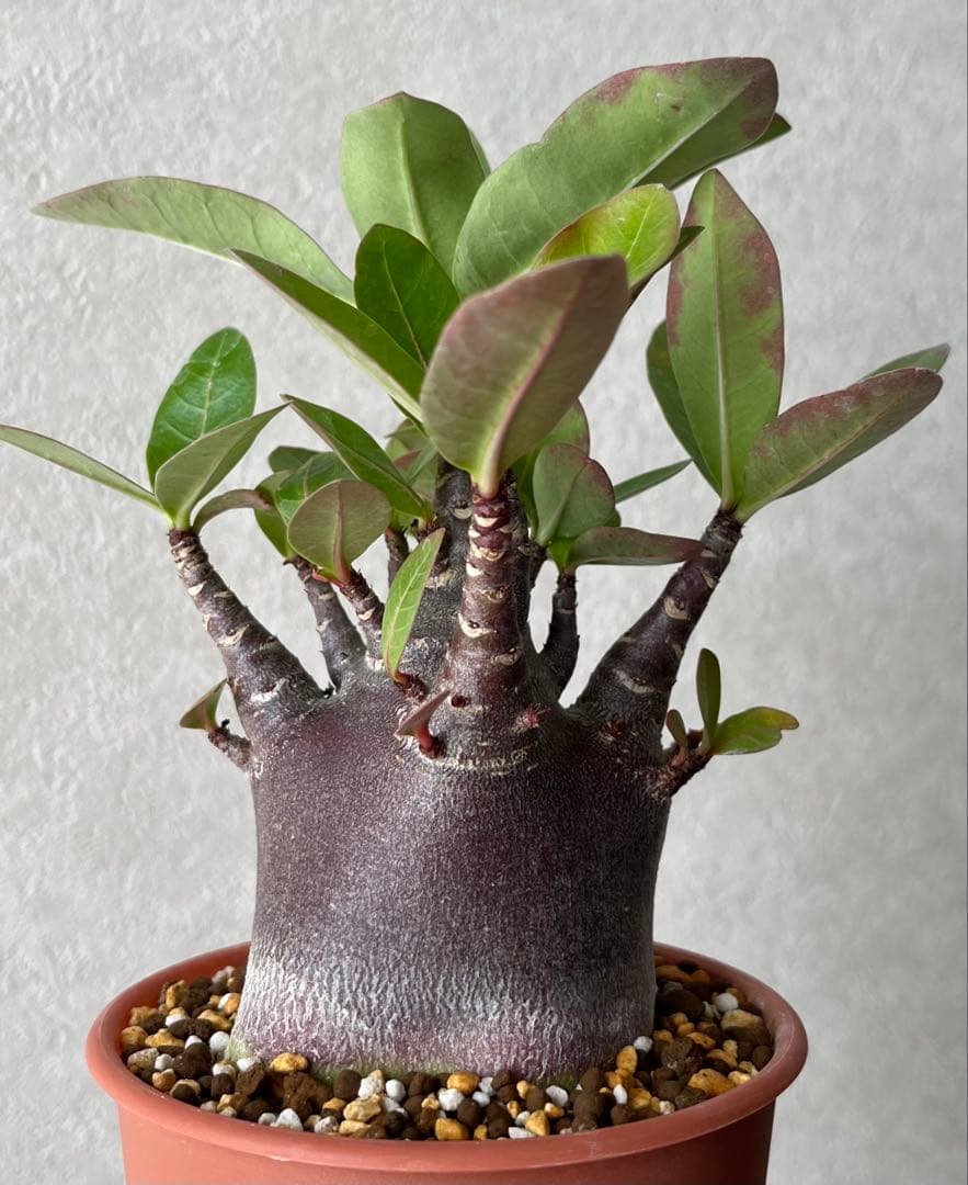 【激レア/ブラックスキン/極太/ドワーフ 】アデニウム カピ 鉢植えG-1