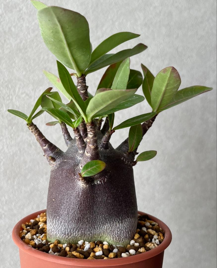 【激レア/ブラックスキン/極太/ドワーフ 】アデニウム カピ 鉢植えG-1