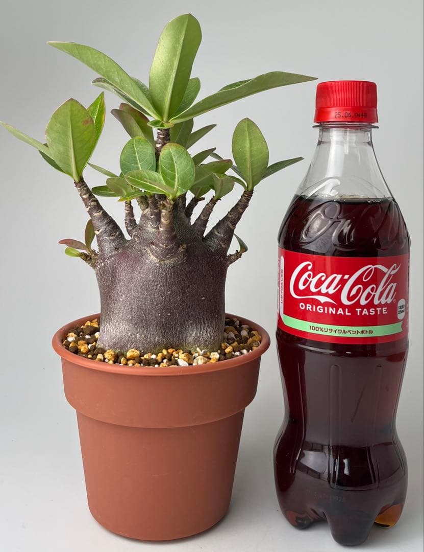 【激レア/ブラックスキン/極太/ドワーフ 】アデニウム カピ 鉢植えG-1