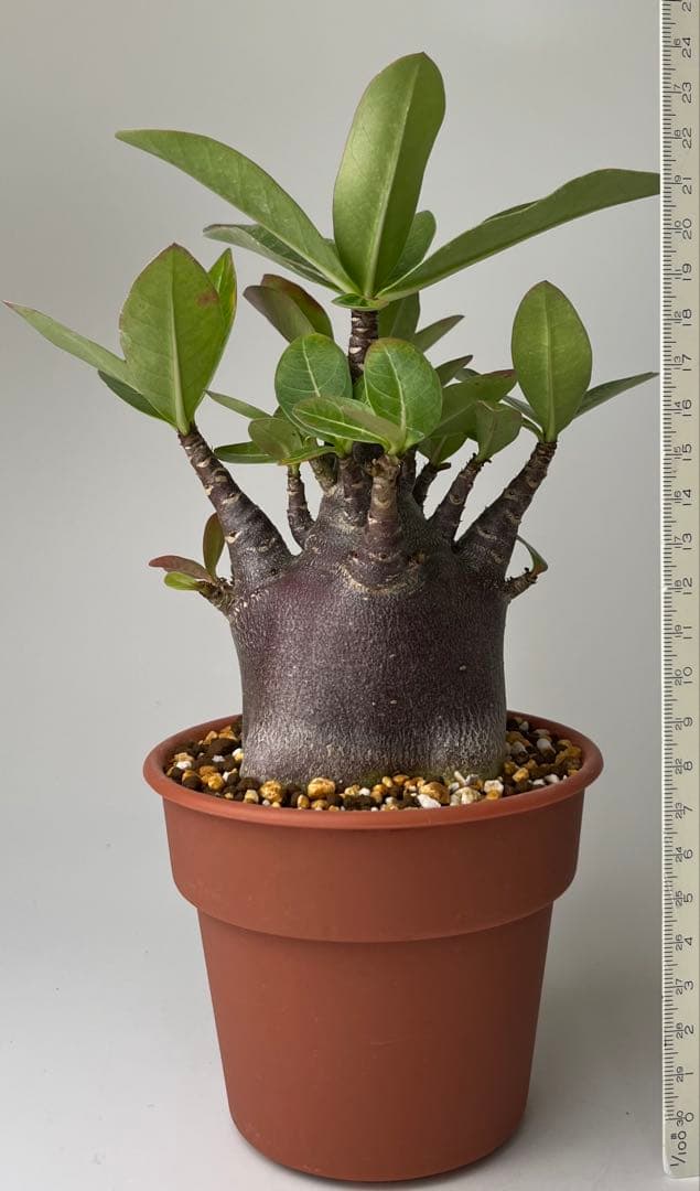 【激レア/ブラックスキン/極太/ドワーフ 】アデニウム カピ 鉢植えG-1