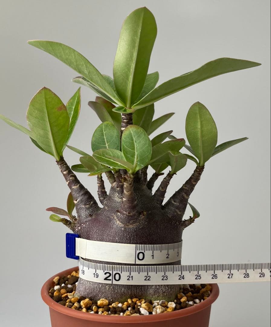 【激レア/ブラックスキン/極太/ドワーフ 】アデニウム カピ 鉢植えG-1