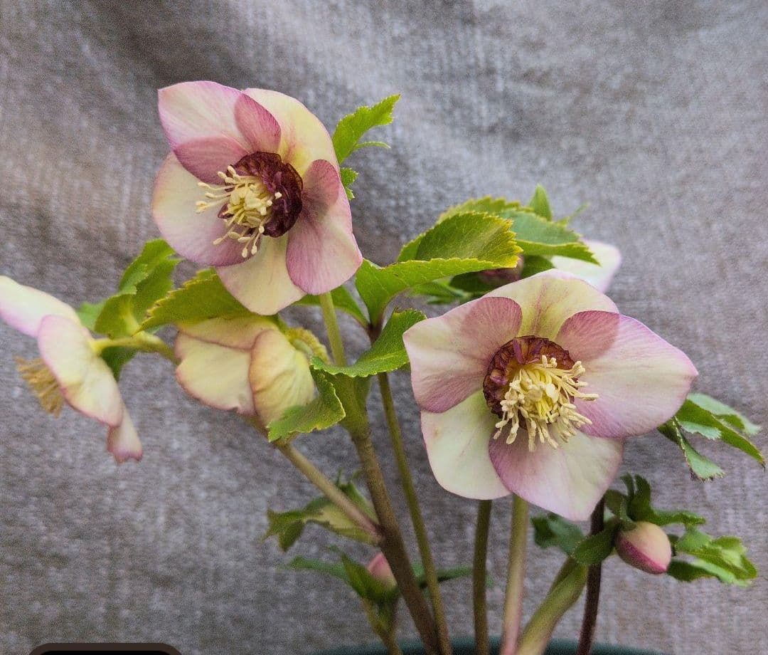 クリスマスローズ2苗セット