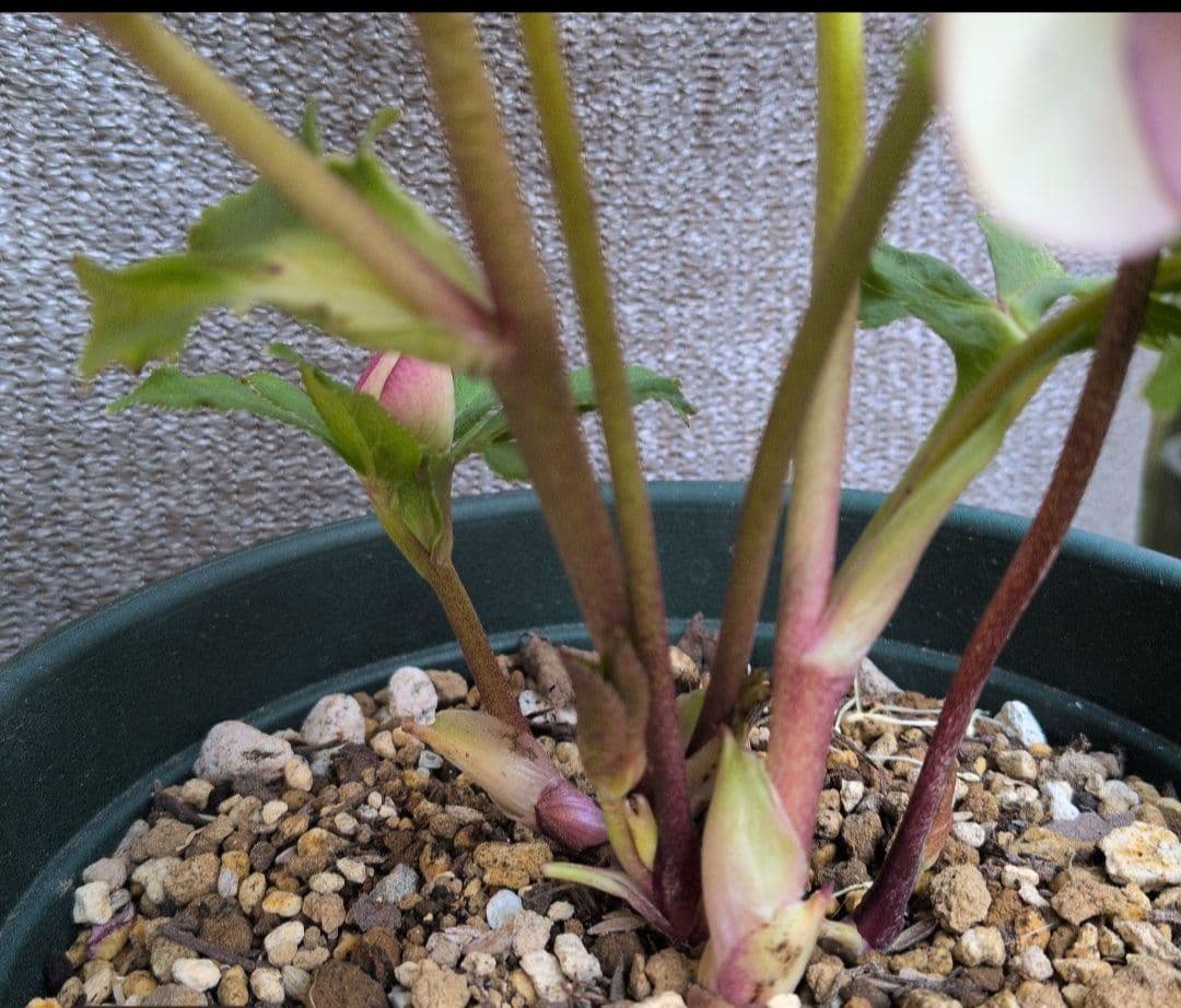 クリスマスローズ2苗セット