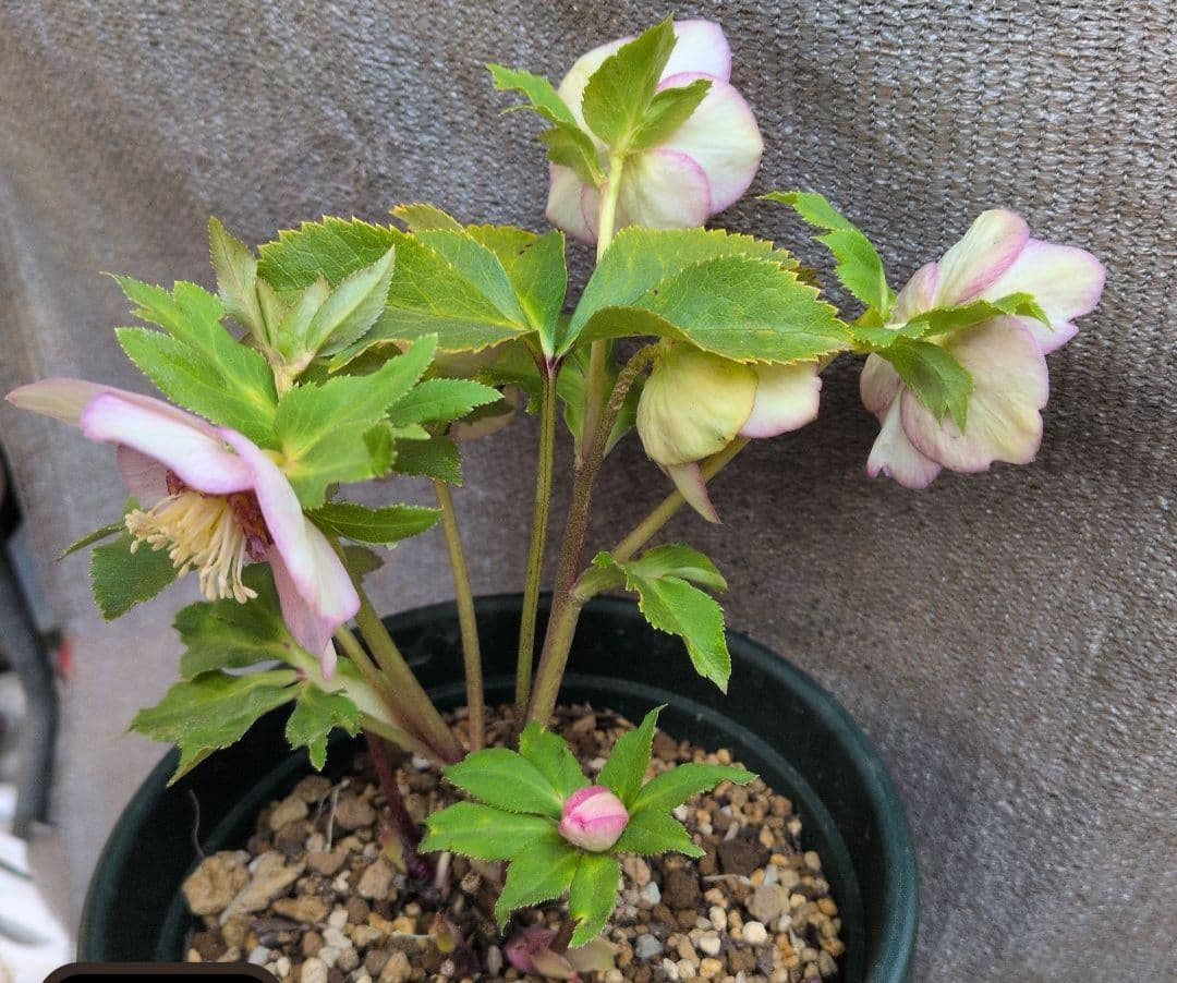 クリスマスローズ2苗セット