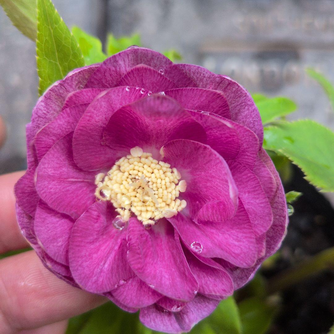 クリスマスローズ2苗セット