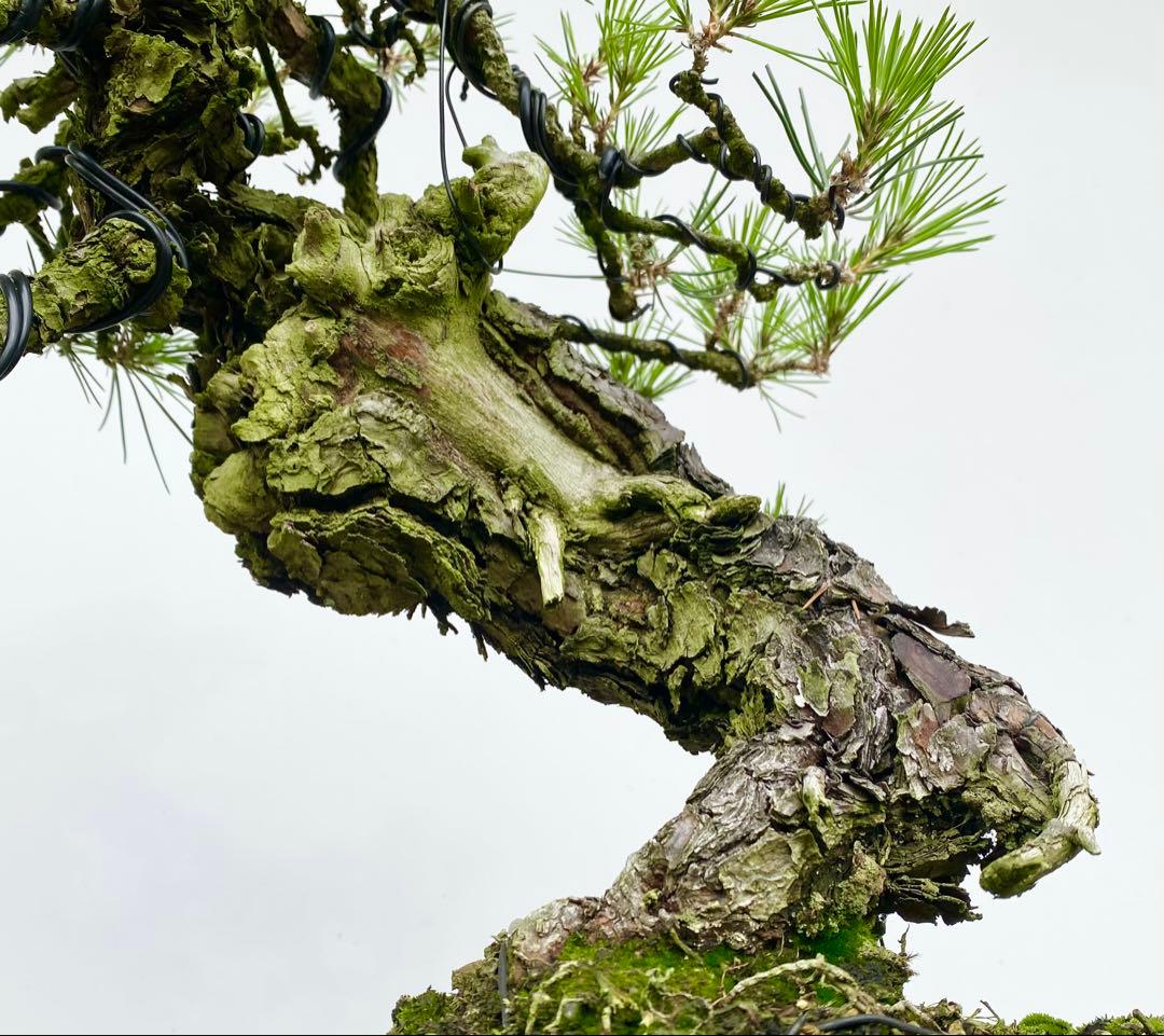 白木盆栽園　古木　山採り　黒松　樹高51センチ　盆栽黒松赤松五葉松真柏雑観葉植物