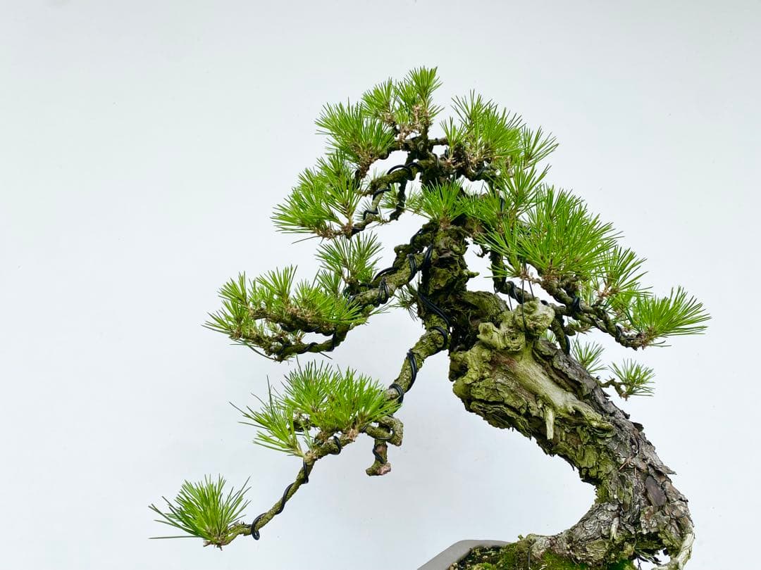 白木盆栽園　古木　山採り　黒松　樹高51センチ　盆栽黒松赤松五葉松真柏雑観葉植物