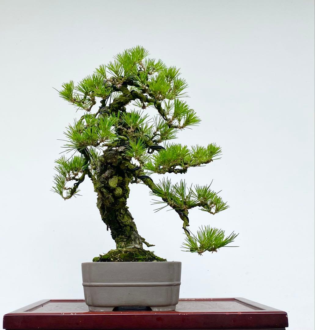 白木盆栽園　古木　山採り　黒松　樹高51センチ　盆栽黒松赤松五葉松真柏雑観葉植物