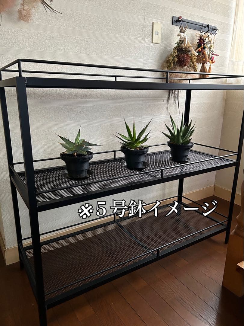 ☆送料込み☆アイアン植物棚　即購入OK ボタニカルシェルフ　アガベ　塊根　熱帯魚